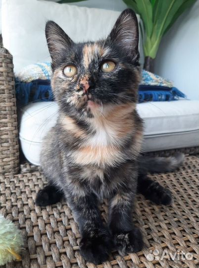 Спасите Куклу