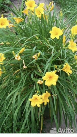 Многолетние цветы