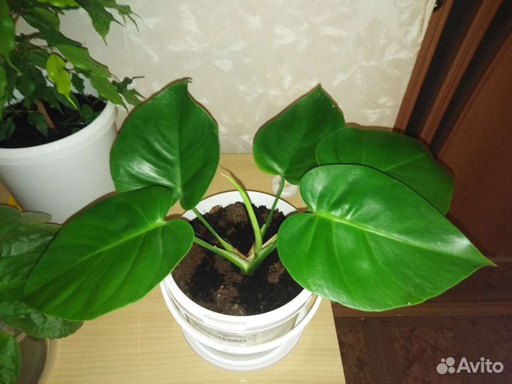 Комнатный цветок