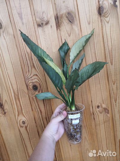 Спатифиллум милк гофра