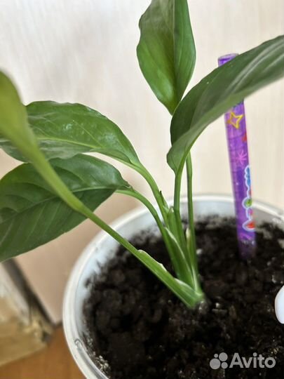 Спатифиллум picasso