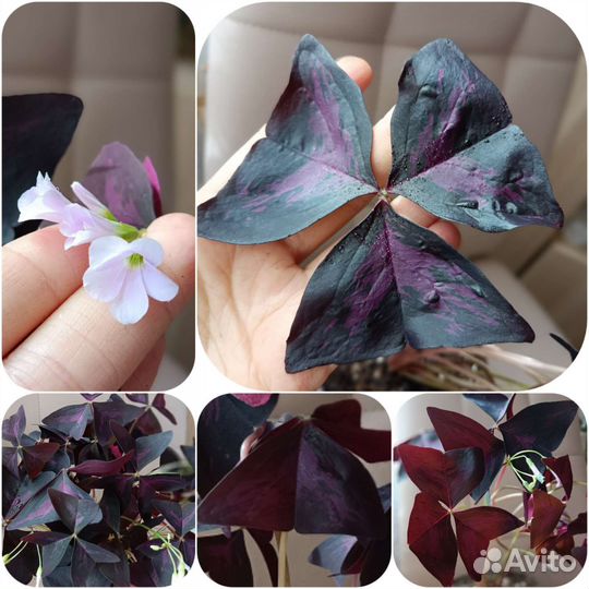 Кислица оксалис