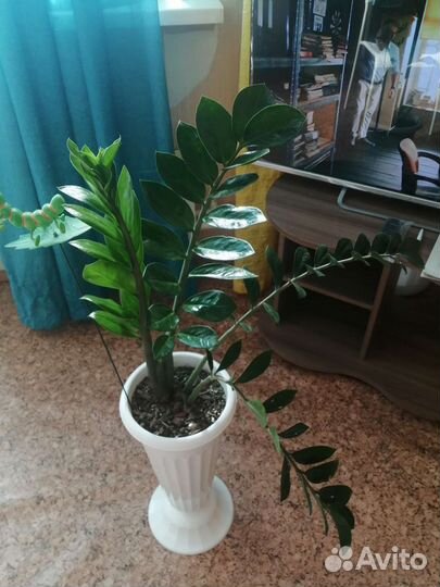 Комнатные цветы в ассортименте