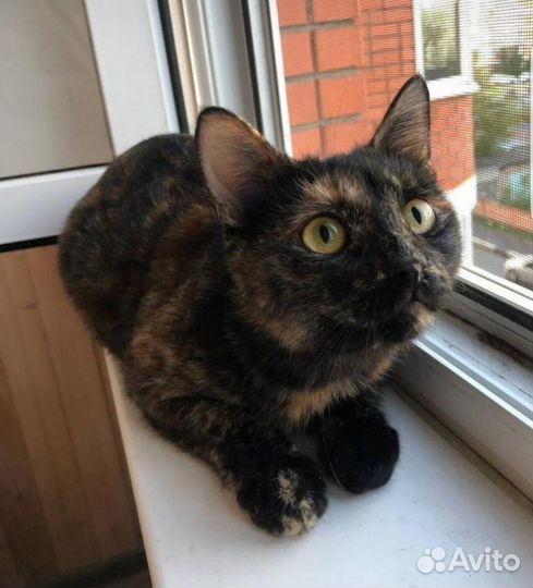 Кошка в добрые руки