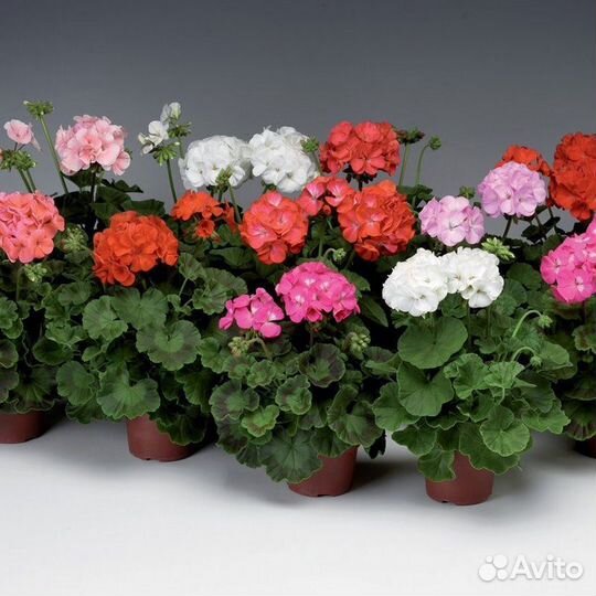 Пеларгония Ред Пандора тюльпановидная