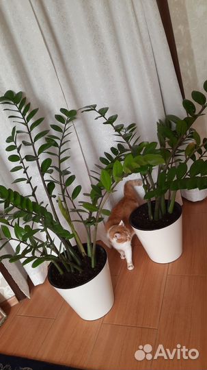 Замиокулькас