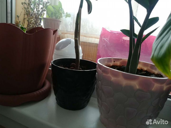 Алоэ(столетник), кактус, горшки цветочные