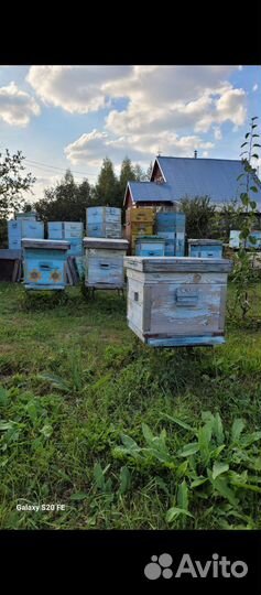 Ульи Дадан бу