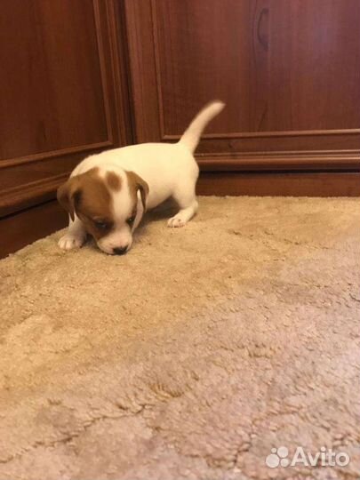 Джек Рассел терьер