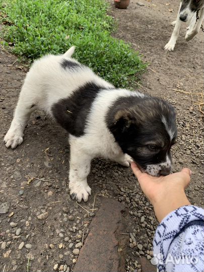 Среднеазиатская овчарка