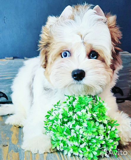 Бивер Блюберри Биро (Голубые глаза)