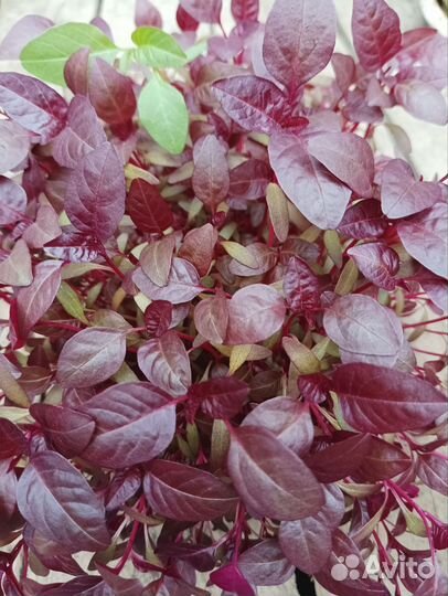 Семена микрозелени и остальное