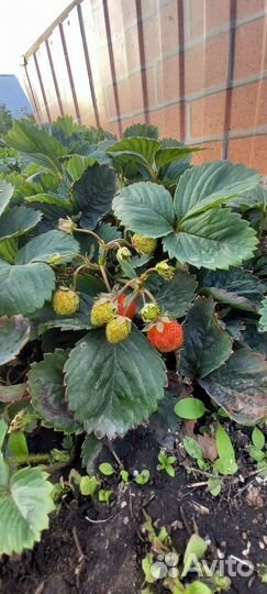 Рассада многоразовой клубники виктория