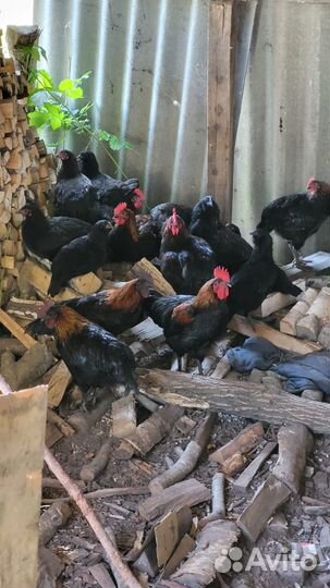 Молодые петухи породы Маран (из темных яиц)