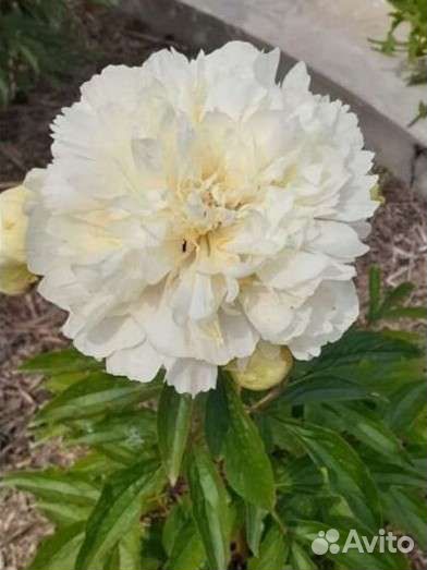 Пионы опт россия