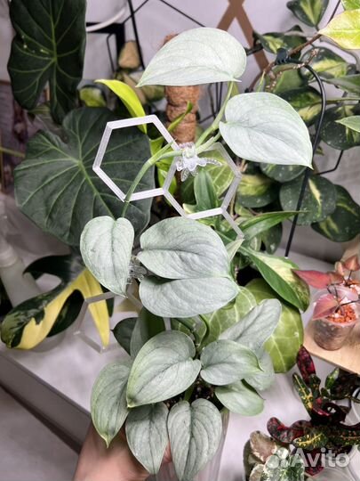 Сциндапсус мунлайт, дарк клауд, сильвер хиро