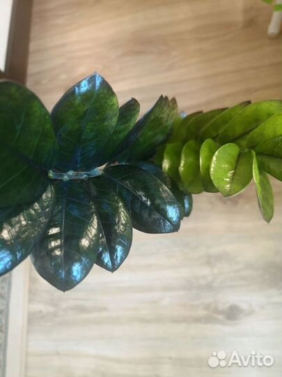 Замиокулькас Равен