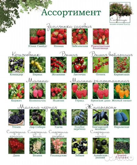 Саженцы плодово ягодных культур