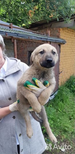 Красивые малыши в очень добрые руки