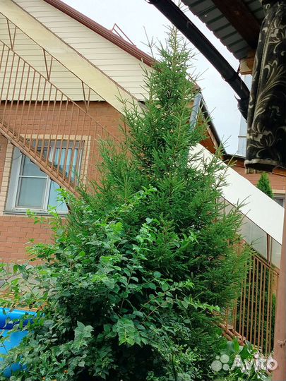 Ель обыкновенная