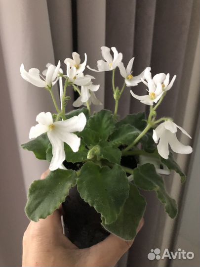 Фиалка детки, стартеры, лсд