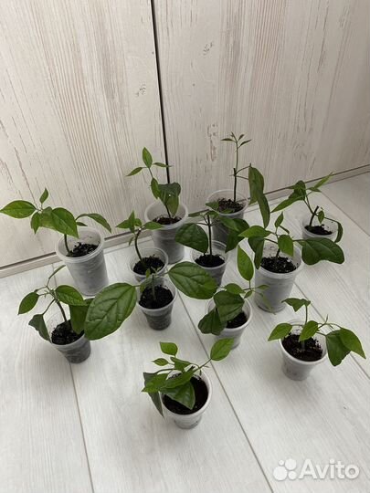 Клеродендрум Томпсон