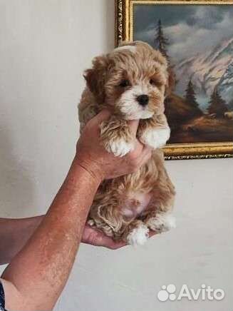 Мальтипу щенки