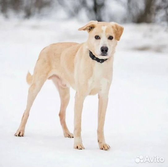 Спасите Луи