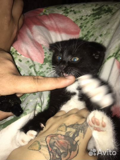 Отдам в добрые руки вислоухого котенка