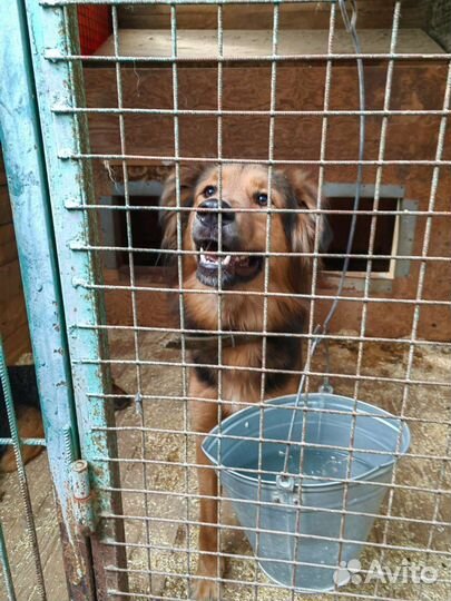 Собака из приюта, не может жить без человека