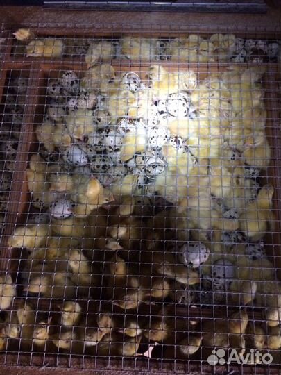 Перепелята