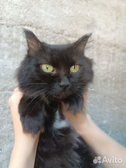 Отдам кошку в заботливые руки