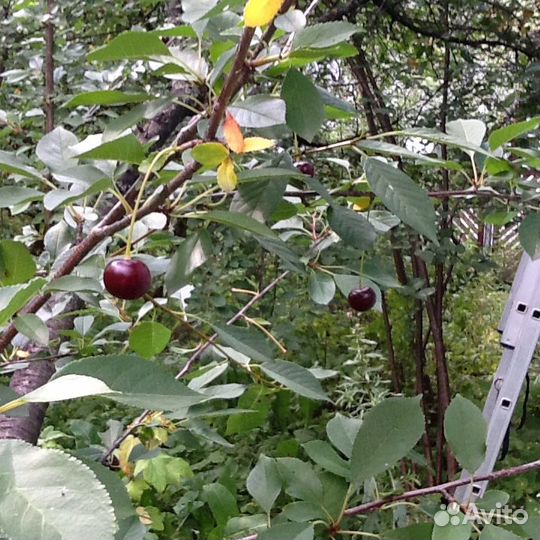 Саженцы вишни владимирской