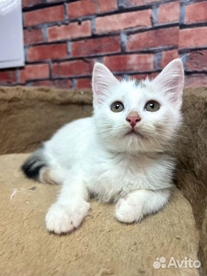 Котенок девочка Стеша 2,5 мес ищет семью