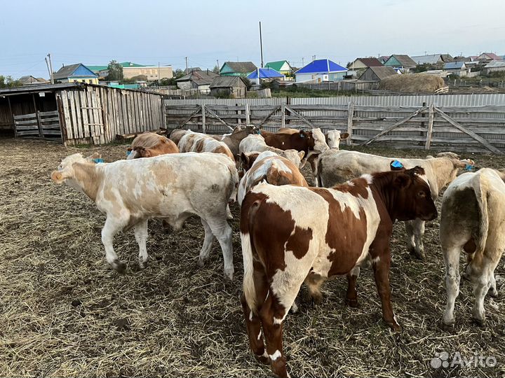 Бычки и быки