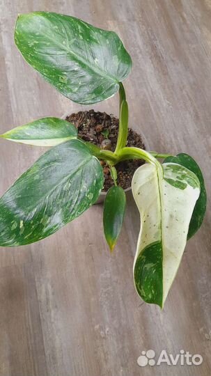Филодендрон Имбэ Вайт Марбл