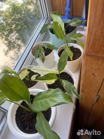 Спатифиллум пятнистый (женское счастье)