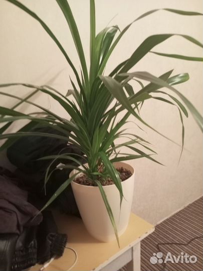 Комнатные растения цветы