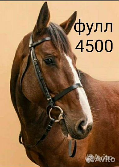 Конная амуниция