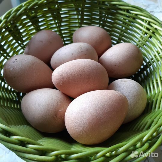 Яйцо домашнее цесариное