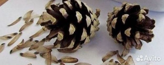 Семена лиственницы сибирской