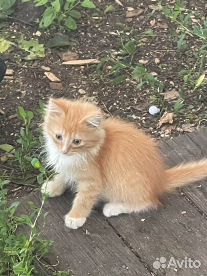 Котенок бесплатно