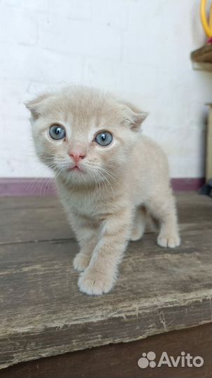 Шотландская вислоухая кошка бесплатно