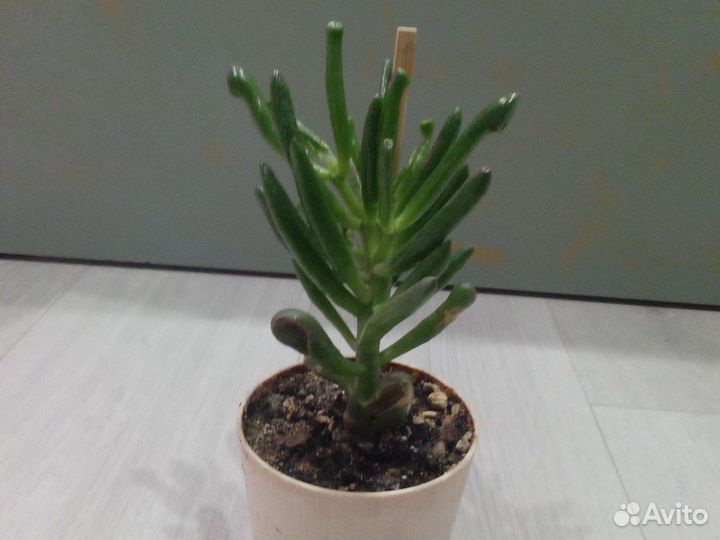 Крассула хоббит, толстянка