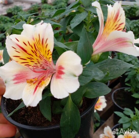 Альстромерия