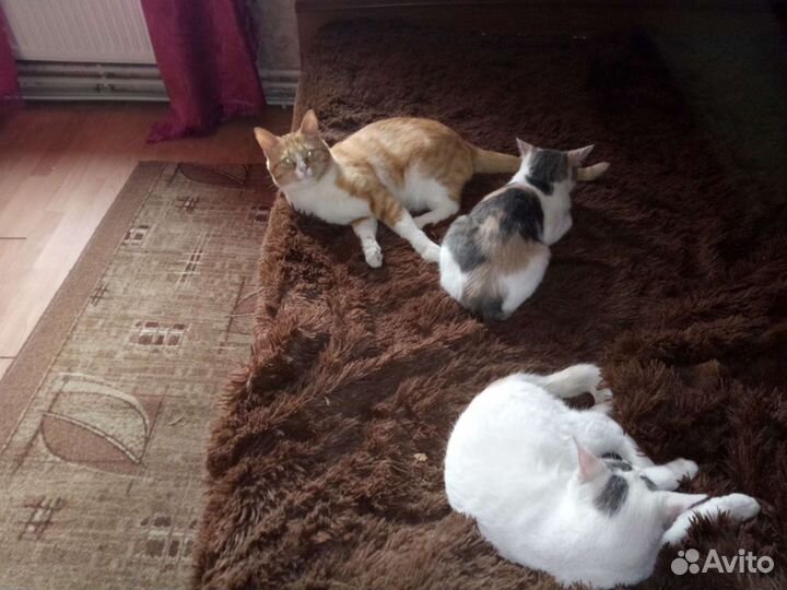 Кошки в добрые руки