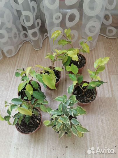 Вечнозеленой фикус комнатный