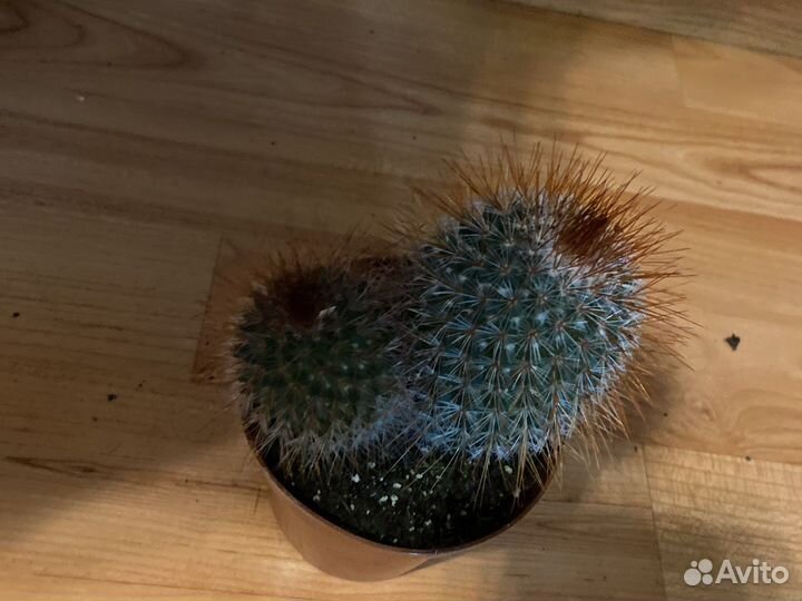 Кактус микс