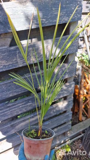 Пальмы бутия,сабаль,хамеропс,финик,цикас,трахикарп