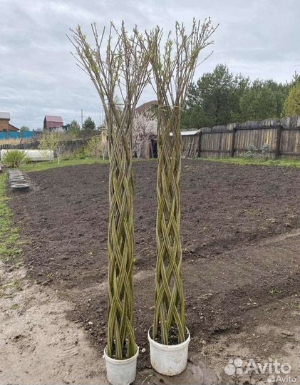 Сибирская пальма